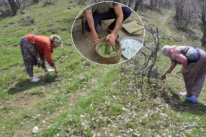 Dağdan toplanıyor, kilosu 10 bin TL’ye satılıyor